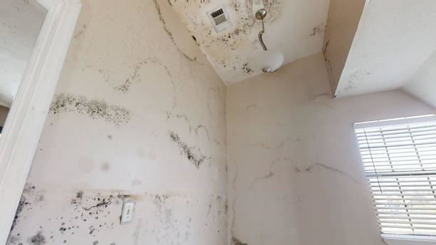 Best Commercial Mold Inspection  in Falmouth, KY